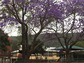 Jacaranda tree in front of school building